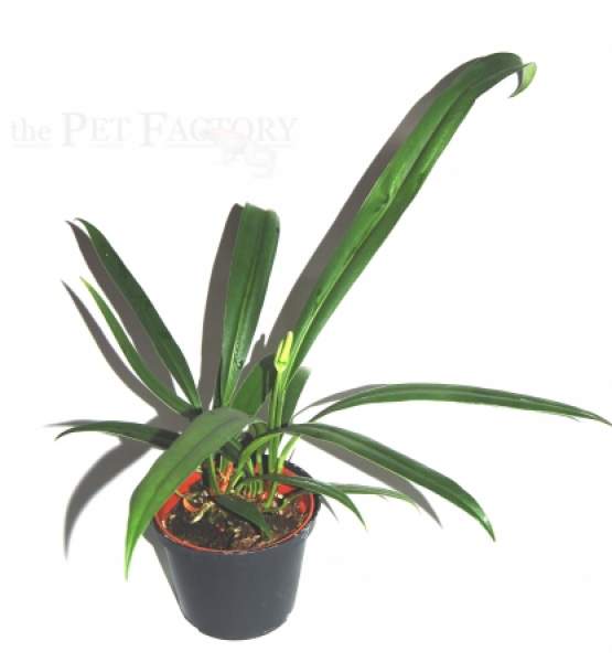 Anthurium gracilis
